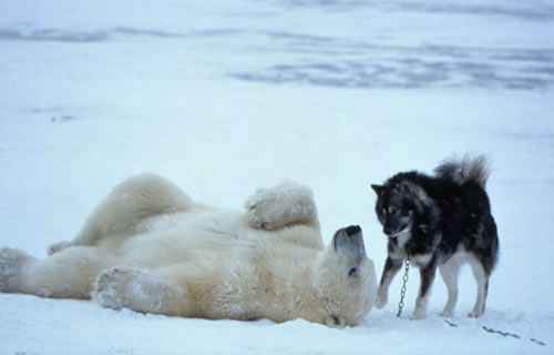 polar-bear-husky-dog-playing-1.jpg