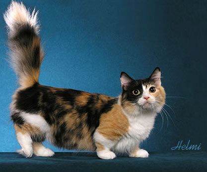 munchkin-dwarf-cat-1.jpg