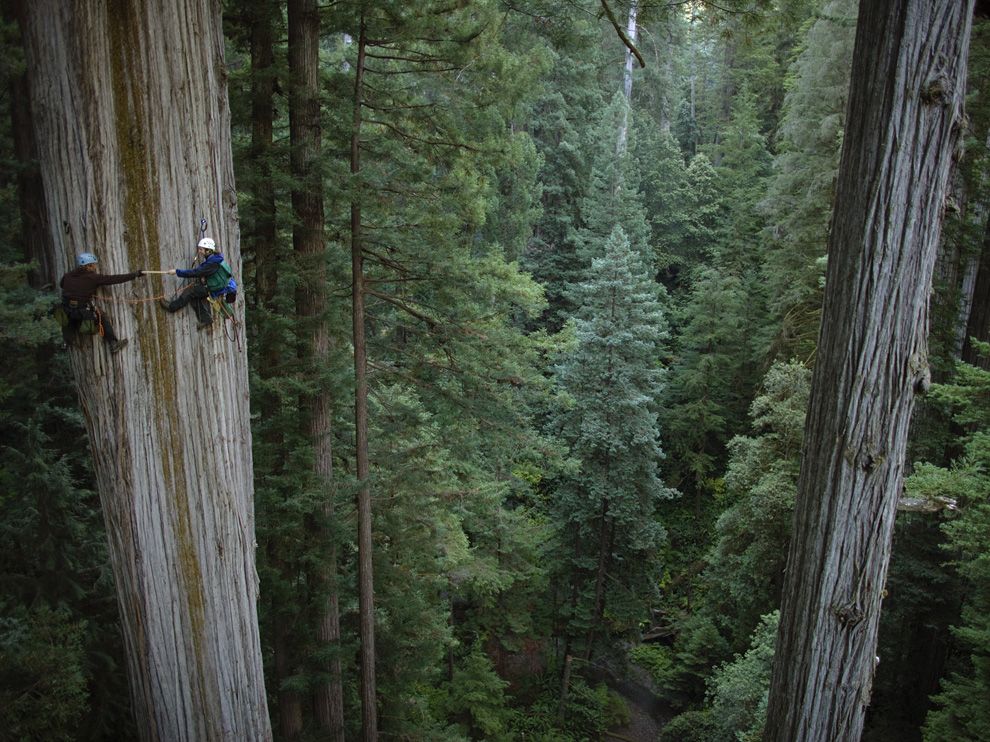 ng redwood tree